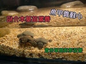 鱉 飼養|【養鱉】小鱉的挑選及飼養方式 